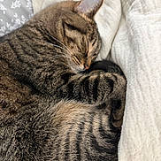 Sage joined the competition — help win amazing prizes! bed, blanket, brown, cat, cats, cozy, cuddling, ears, feline, fur, gray, indoors, nap, pet, relaxing, sleeping, snuggling, striped, tabby, whiskers