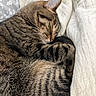 bed, blanket, brown, cat, cats, cozy, cuddling, ears, feline, fur, gray, indoors, nap, pet, relaxing, sleeping, snuggling, striped, tabby, whiskers