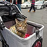 Sage is registered to the contest to win money with this photo: animal, cars, cat, city, close_up, daylight, floral_blanket, outdoor, pedestrian, people, pet, pet_stroller, portrait, sidewalk, street, striped_fur, stroller, tabby_cat, urban, whiskers