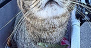 Sage joined the competition — help win amazing prizes! animal, blanket, blue_eyes, cat, close_up, colorful, feline, funny, fur, outdoor, pet, pet_stroller, pink_nose, portrait, seated, staring, striped_fur, tabby_cat, toy, whiskers