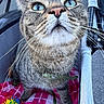 animal, blanket, blue_eyes, cat, close_up, colorful, feline, funny, fur, outdoor, pet, pet_stroller, pink_nose, portrait, seated, staring, striped_fur, tabby_cat, toy, whiskers