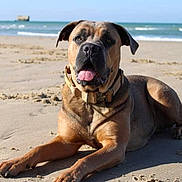 Rubis participe au concours pour gagner de l'argent avec cette photo : dog, beach, sand, ocean, animal, canine, sunlight, collar, outdoor, relaxing, tongue_out, pet, summer, nature, mammal, lying_down, paw, happy, daytime, shore