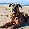 dog, beach, sand, ocean, animal, canine, sunlight, collar, outdoor, relaxing, tongue_out, pet, summer, nature, mammal, lying_down, paw, happy, daytime, shore