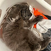 Zues is registered to the contest to win money with this photo: cat, laundry_basket, gray_cat, fluffy, cozy, clothes, indoor, relaxed, pet, feline, sleepy, cute, domestic_animal, resting, soft, fur, household, comfortable, animal, playful