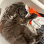 cat, laundry_basket, gray_cat, fluffy, cozy, clothes, indoor, relaxed, pet, feline, sleepy, cute, domestic_animal, resting, soft, fur, household, comfortable, animal, playful