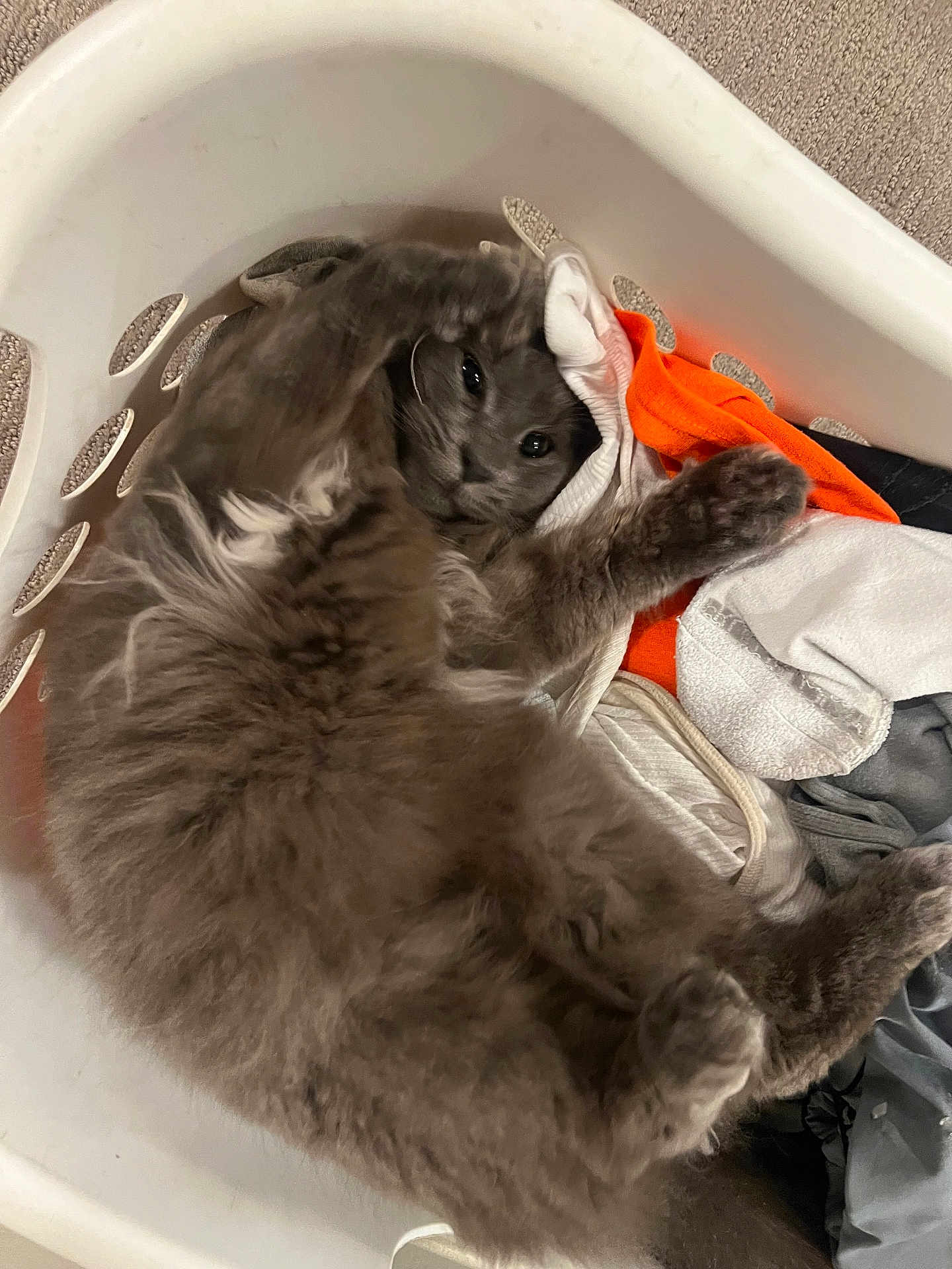 Zues is registered to the contest to win money with this photo: cat, laundry_basket, gray_cat, fluffy, cozy, clothes, indoor, relaxed, pet, feline, sleepy, cute, domestic_animal, resting, soft, fur, household, comfortable, animal, playful