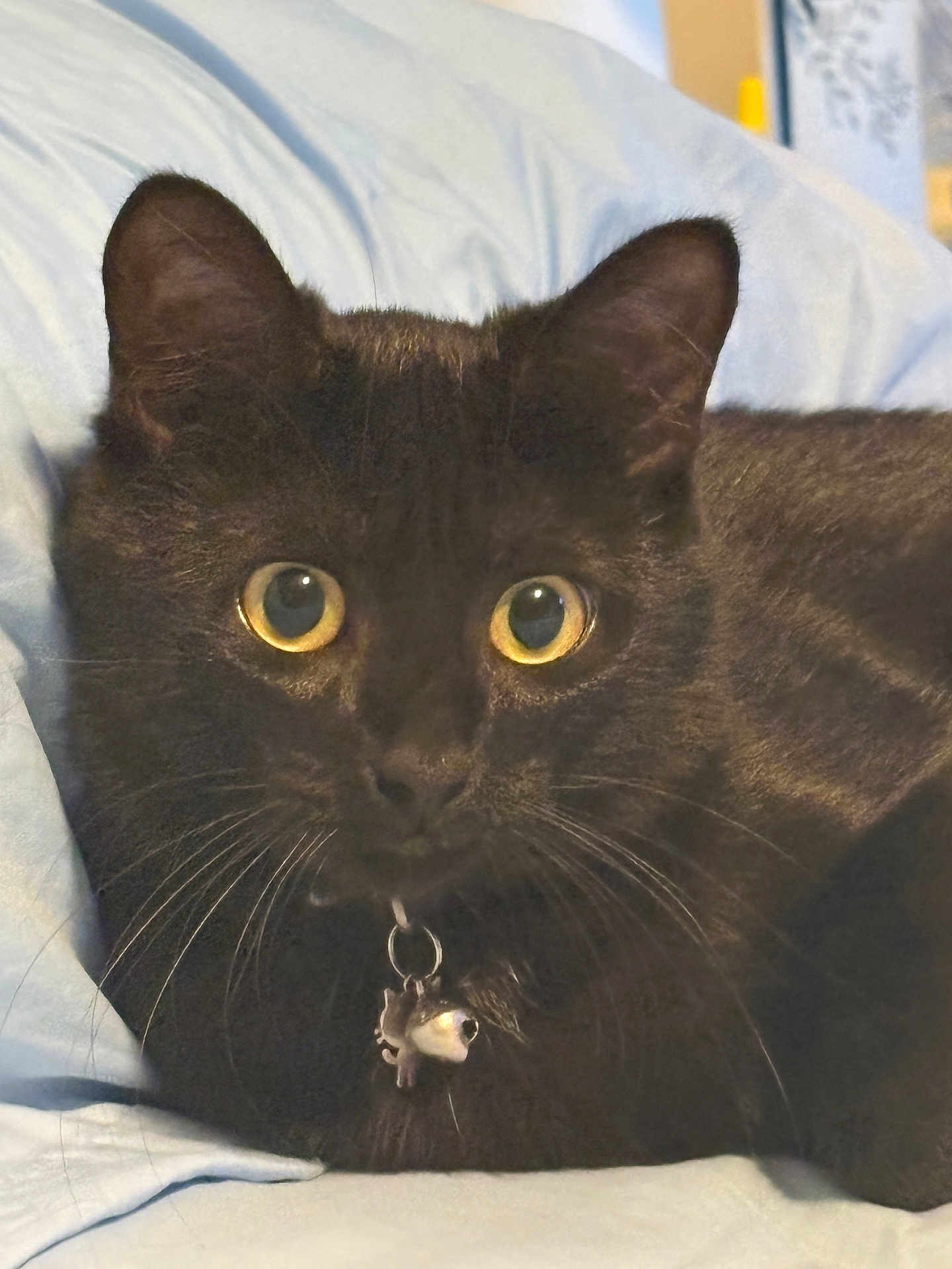 Bella