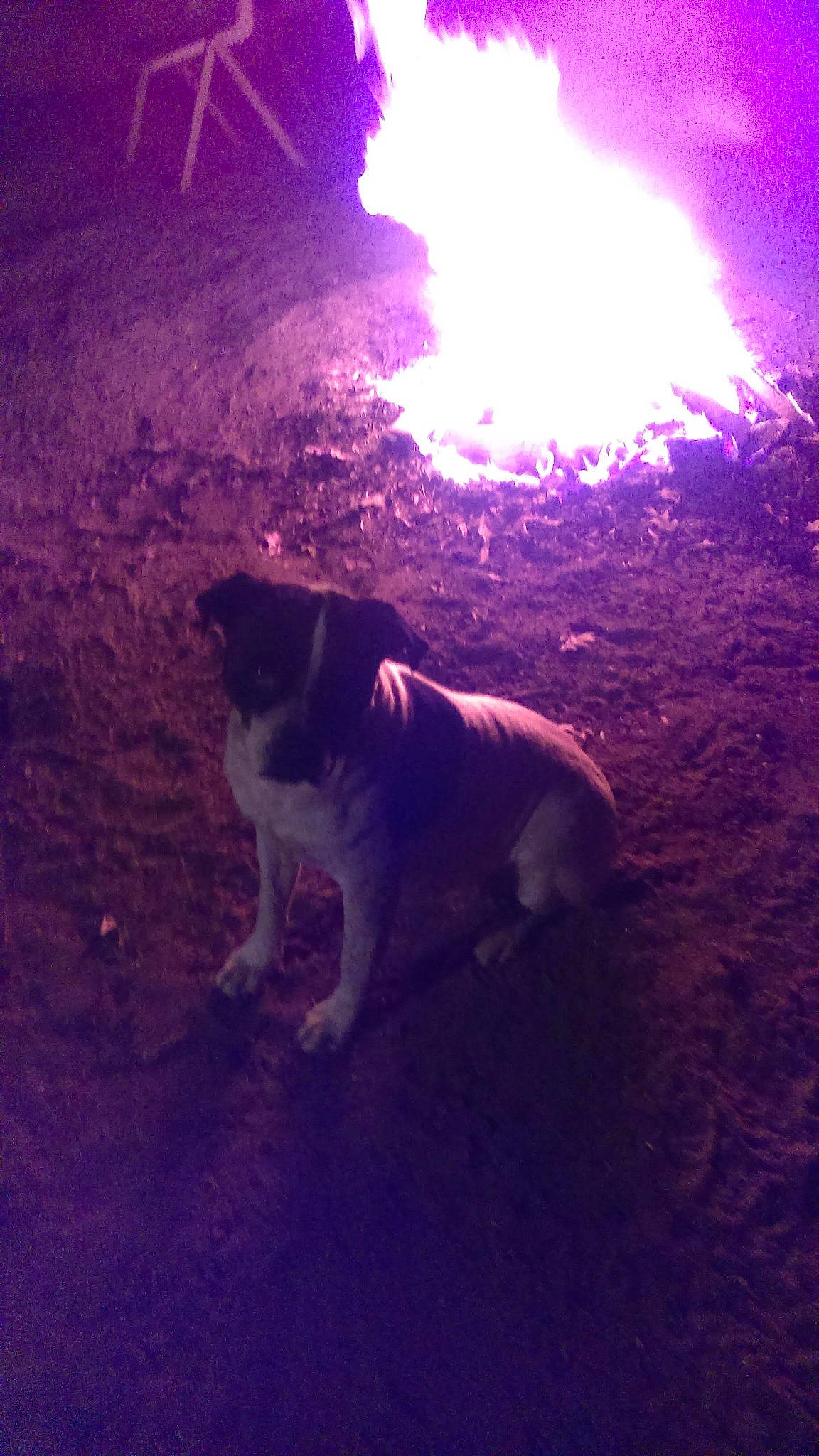 Gigi is registered to the contest to win money with this photo: automotive_lighting, carnivore, cloud, darkness, dog, dog_breed, electric_blue, evening, freezing, landscape, lens_flare, magenta, meteorological_phenomenon, midnight, night, shadow, soil, tail, tints_and_shades, winter