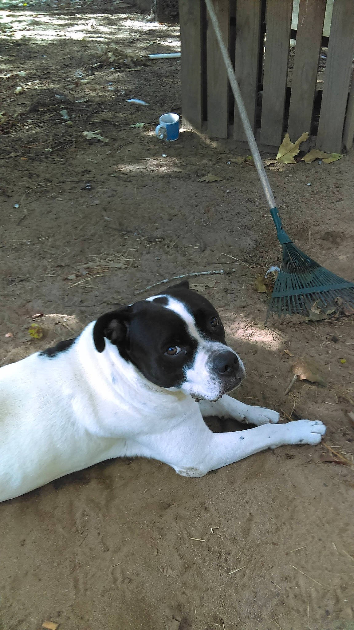 Gigi is registered to the contest to win money with this photo: canidae, carnivore, collar, companion_dog, concrete, dog, dog_breed, dog_collar, non_sporting_group, pet_supply, road_surface, sidewalk, snout, soil, sporting_group, tail, terrestrial_animal, working_animal