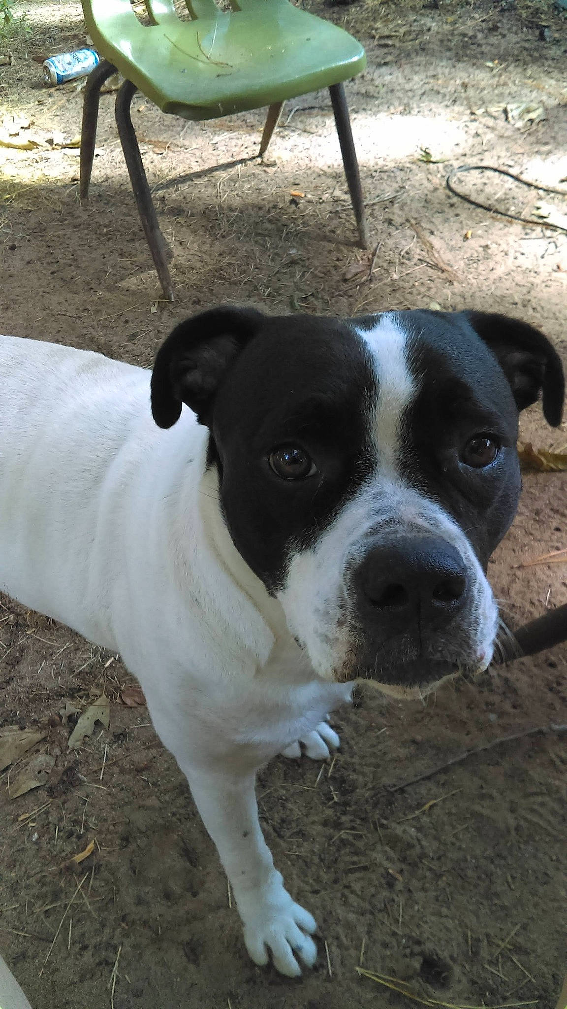 Gigi joined the competition — help win amazing prizes! canidae, carnivore, chair, collar, companion_dog, dog, dog_breed, fawn, non_sporting_group, outdoor_furniture, puppy, sporting_group, terrestrial_animal, whiskers, working_animal, working_dog