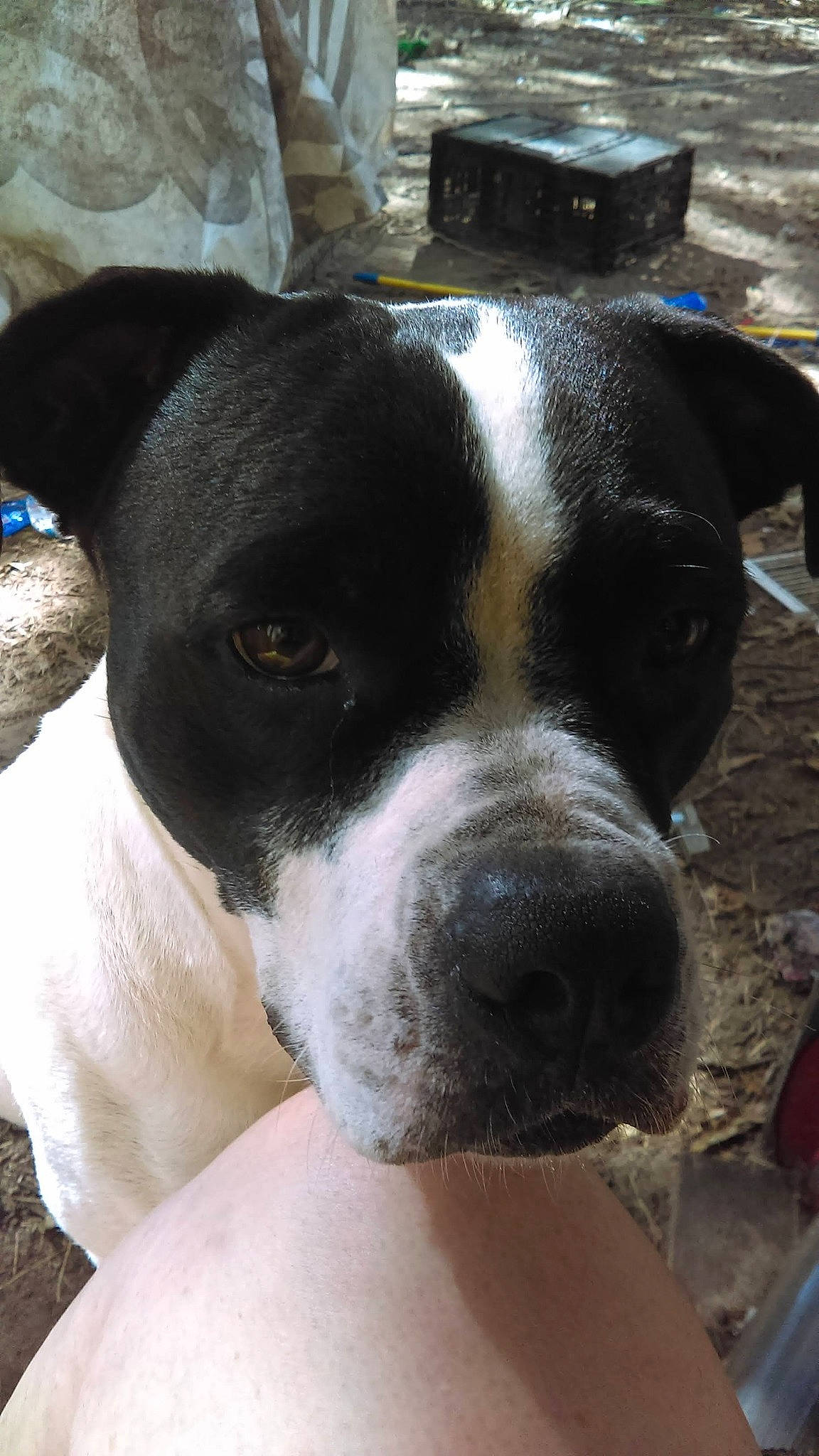 Gigi is registered to the contest to win money with this photo: bored, building, canidae, carnivore, collar, companion_dog, dog, dog_breed, dog_collar, eye, fawn, fur, giant_dog_breed, non_sporting_group, puppy, snout, sporting_group, whiskers, working_animal, working_dog