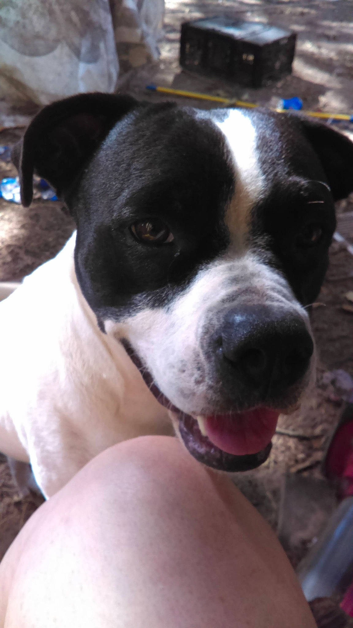 Gigi is registered to the contest to win money with this photo: bored, canidae, carnivore, collar, companion_dog, dog, dog_breed, dog_collar, fawn, non_sporting_group, puppy, sporting_group, whiskers, working_animal, working_dog