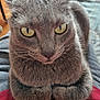 animal, cat, close_up, comfort, cute, domestic_cat, feline, fur, gray_cat, home, indoor, looking, paws, pet, portrait, red_fabric, relaxed, resting, whiskers, yellow_eyes