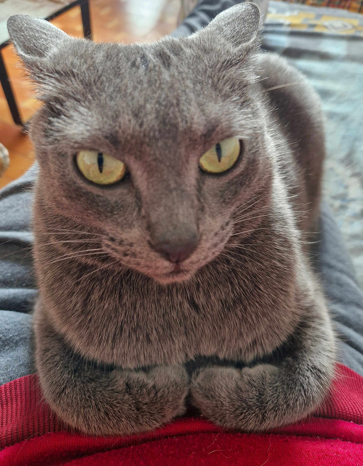 Roko a rejoint le concours — aidez-le/la à gagner de superbes lots ! cat, gray_cat, close_up, pet, animal, feline, yellow_eyes, fur, whiskers, paws, indoor, comfort, relaxed, looking, portrait, cute, domestic_cat, home, resting, red_fabric