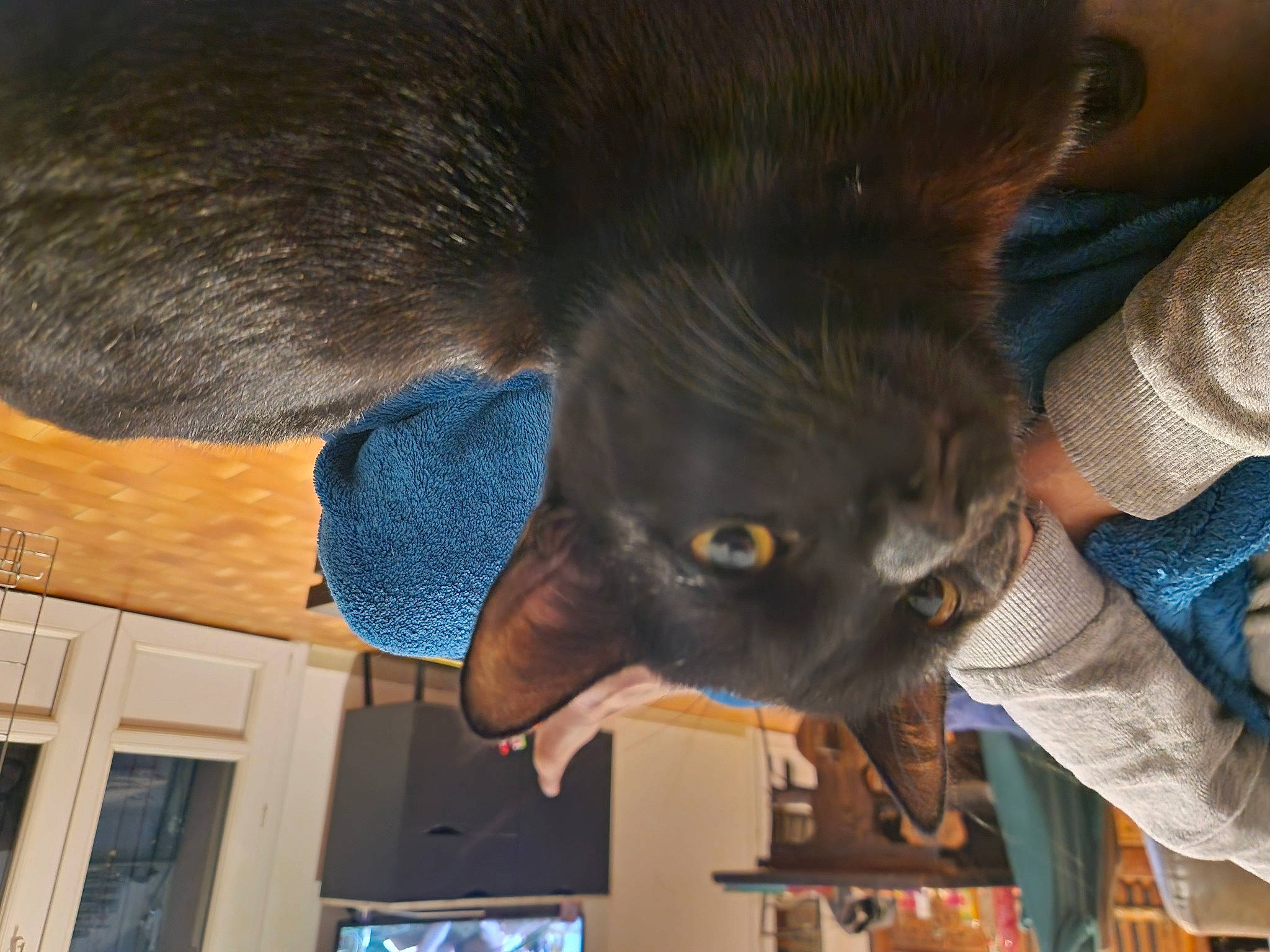 Reglisse a rejoint le concours — aidez-le/la à gagner de superbes lots ! blue, carnivore, cat, comfort, dog_breed, domestic_short_haired_cat, ear, electric_blue, fawn, felidae, fur, natural_material, russian_blue, small_to_medium_sized_cats, snout, sporting_group, tail, terrestrial_animal, whiskers, working_animal