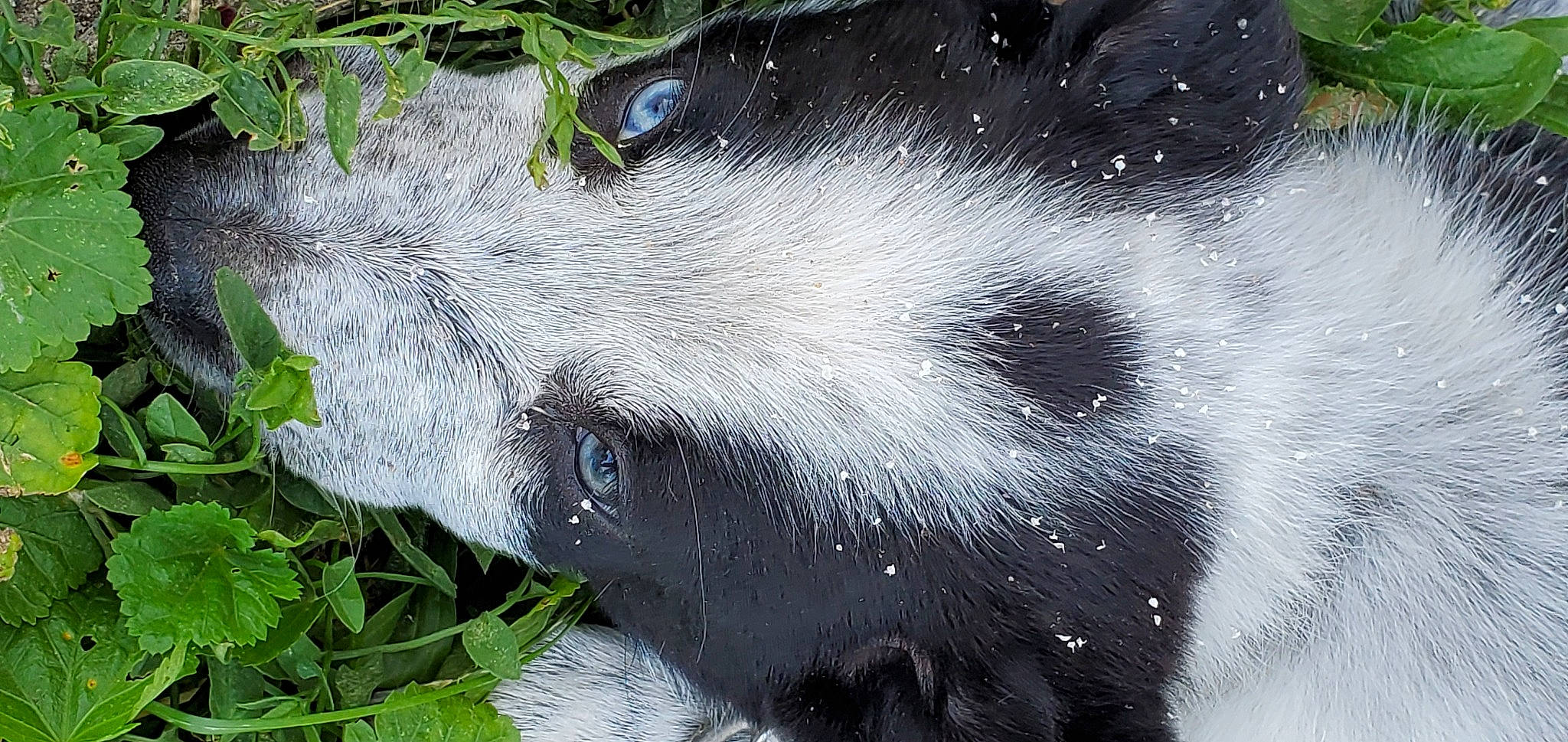 Bacon is registered to the contest to win money with this photo: art, beak, bird, circle, close_up, feather, felidae, fur, grass, groundcover, herb, illustration, painting, plant, snout, snow_leopard, terrestrial_animal, whiskers, wildlife, wing