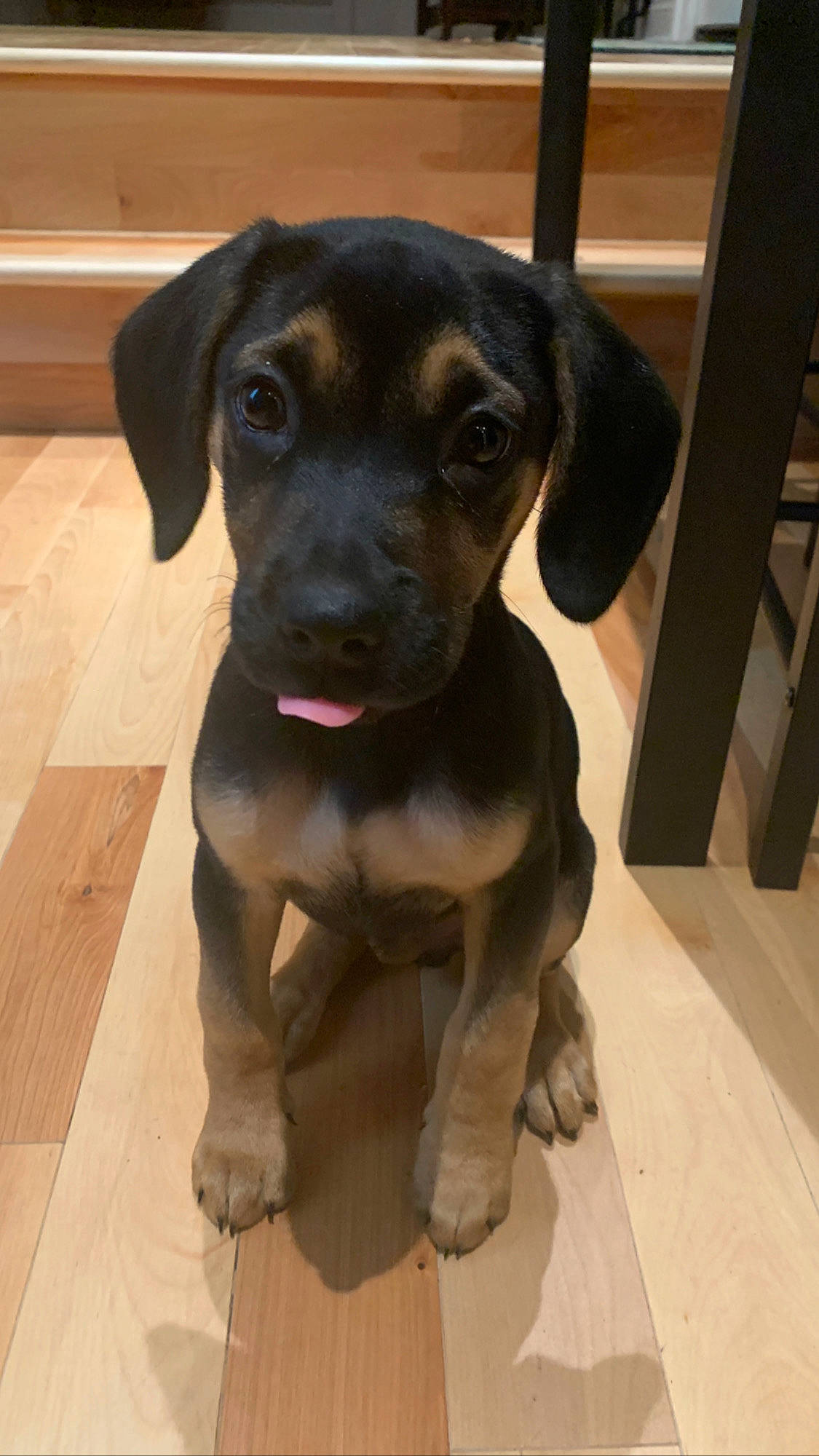 Marshall joined the competition — help win amazing prizes! beige, canidae, carnivore, companion_dog, dog, dog_breed, fawn, floor, flooring, hardwood, iris, liver, pet_supply, snout, sporting_group, whiskers, wood, wood_flooring, wood_stain, working_animal