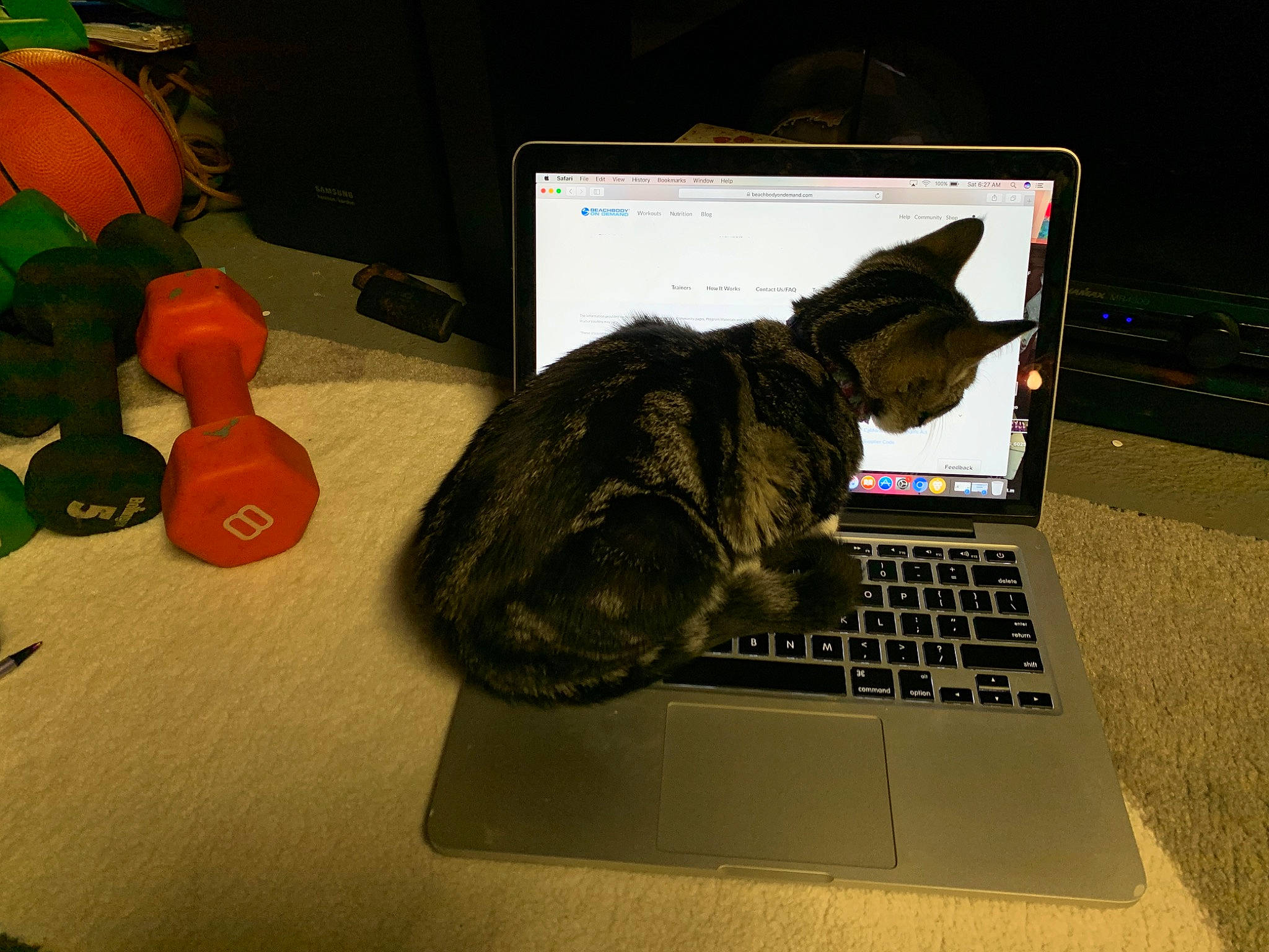 Jazmin Deangelis is registered to the contest to win money with this photo: carnivore, cat, computer, computer_keyboard, domestic_short_haired_cat, electronic_device, european_shorthair, felidae, laptop, small_to_medium_sized_cats, technology, whiskers