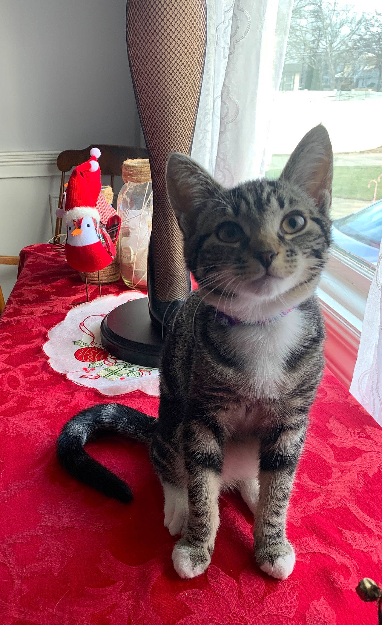 Jazmin Deangelis joined the competition — help win amazing prizes! american_shorthair, asian, carnivore, cat, domestic_short_haired_cat, dragon_li, egyptian_mau, european_shorthair, fawn, felidae, german_rex, kitten, mammal, pixie_bob, polydactyl_cat, small_to_medium_sized_cats, tabby_cat, vertebrate, whiskers