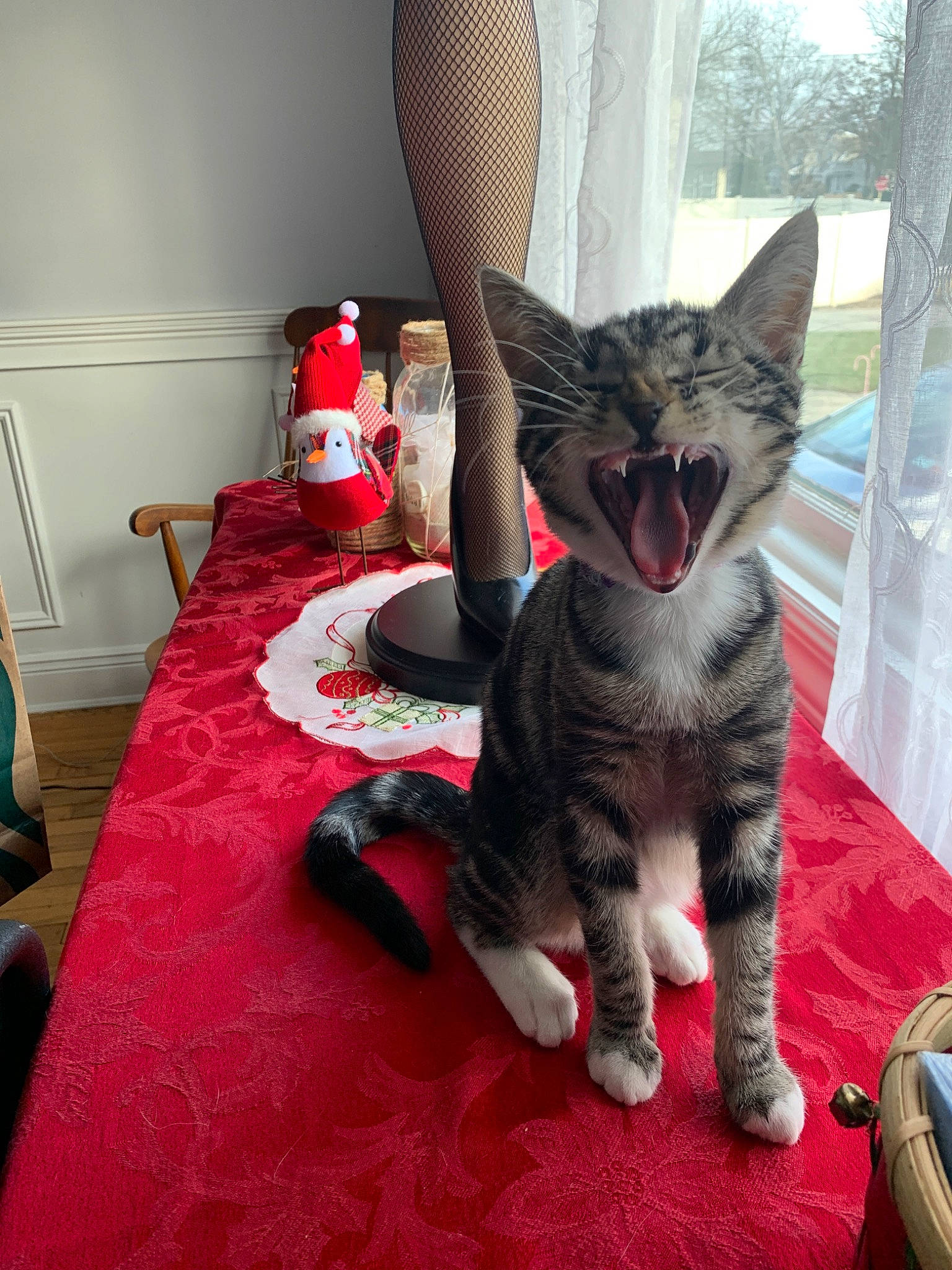 Jazmin Deangelis is registered to the contest to win money with this photo: american_shorthair, asian, california_spangled, carnivore, cat, domestic_short_haired_cat, dragon_li, egyptian_mau, european_shorthair, facial_expression, felidae, fur, german_rex, kitten, mammal, ocicat, pixie_bob, small_to_medium_sized_cats, tabby_cat, whiskers