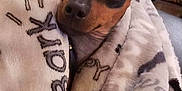 Zenzie joined the competition — help win amazing prizes! animal, black, blanket, brown, comfort, cozy, cute, dog, ears, eyes, fur, indoor, paw_prints, pet, portrait, resting, small_dog, snuggled, warm, wrapped