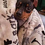 dog, blanket, wrapped, cozy, paw_prints, ears, eyes, pet, indoor, cute, fur, snuggled, animal, comfort, resting, portrait, brown, black, small_dog, warm
