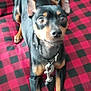 dog, pet, black_and_tan, small_dog, leash, collar, curious_eyes, indoor, blanket, checkered_pattern, furniture, sitting, animal, cute, companion, alert, ears_up, front_paws, close_up, looking_at_camera