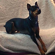 Zenzie joined the competition — help win amazing prizes! dog, black_dog, brown_markings, collar, spiked_collar, pet, animal, blanket, soft_texture, lounge, indoor, furniture, relaxed, alert, canine, companion, fur, ears, paws, resting