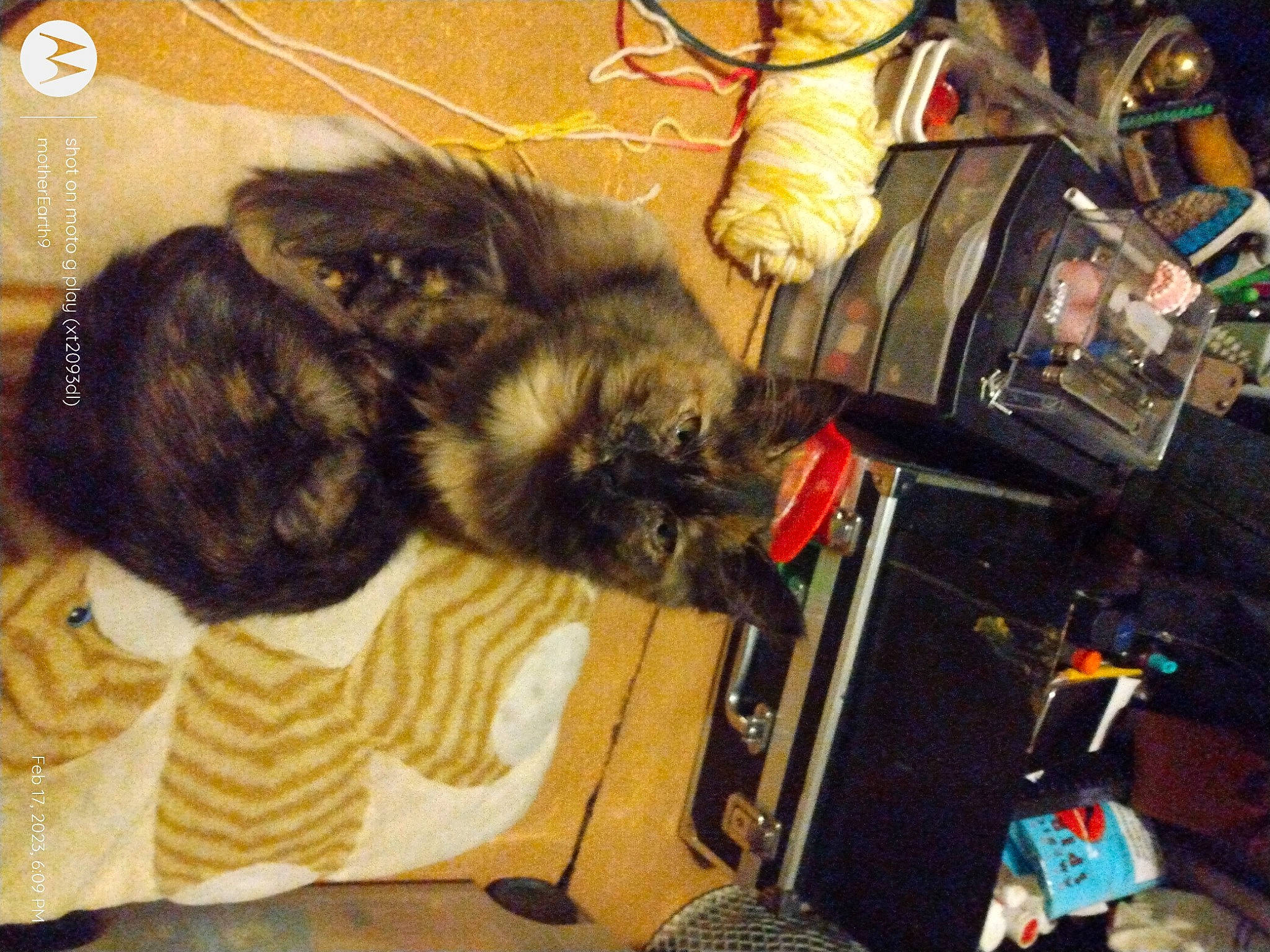 Berry joined the competition — help win amazing prizes! canidae, carnivore, cat, claw, comfort, companion_dog, dog_breed, event, felidae, fur, paw, room, small_to_medium_sized_cats, sporting_group, tail, whiskers