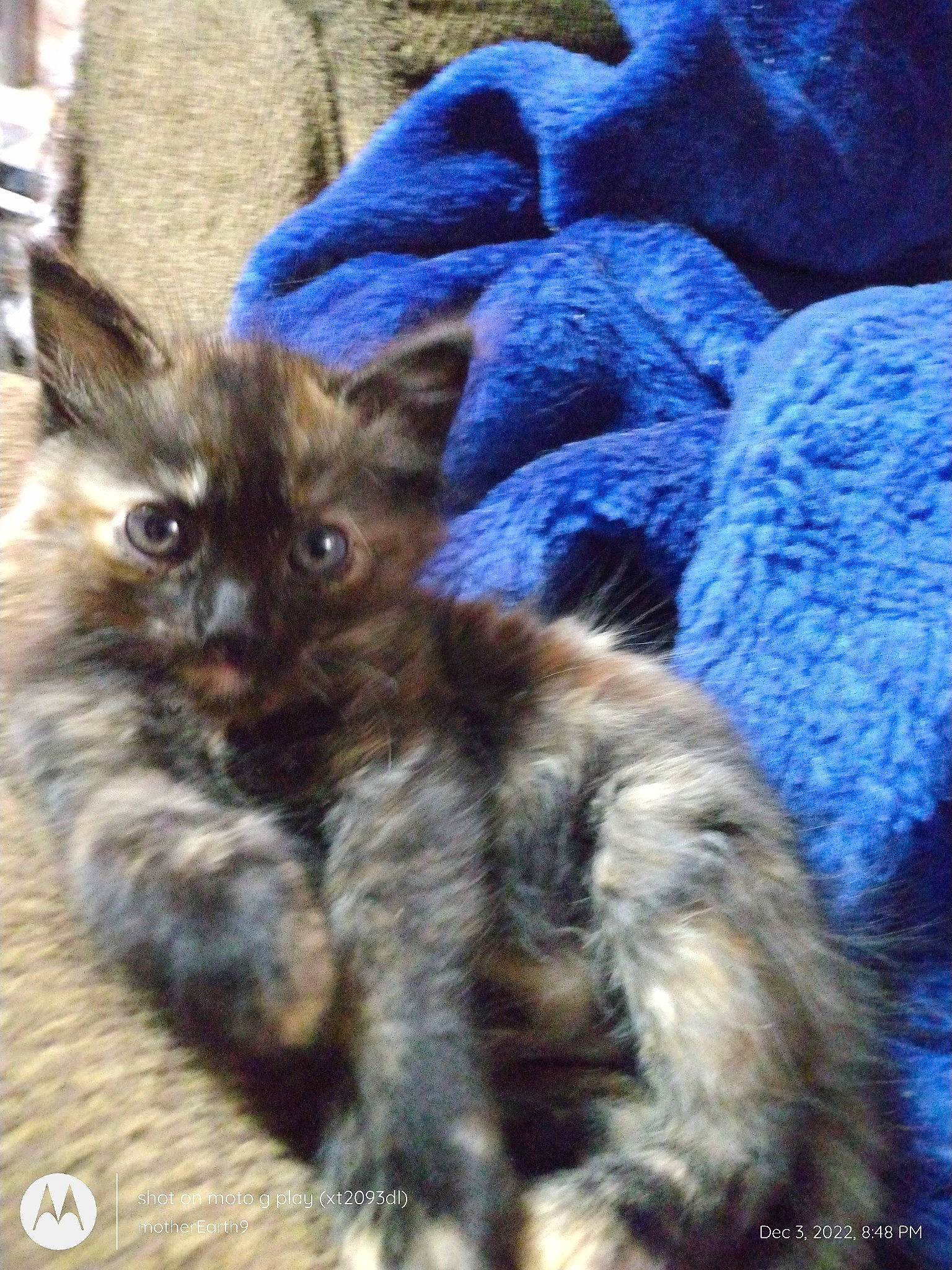 Berry is registered to the contest to win money with this photo: carnivore, cat, claw, domestic_short_haired_cat, electric_blue, fawn, felidae, fur, iris, pattern, paw, small_to_medium_sized_cats, snout, tail, terrestrial_animal, whiskers, wildlife