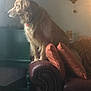 dog, golden_retriever, couch, pillows, leather, furniture, living_room, clock, wall, home, pet, animal, indoors, cozy, side_view, looking_away, decor, wooden_floor, calm, seated