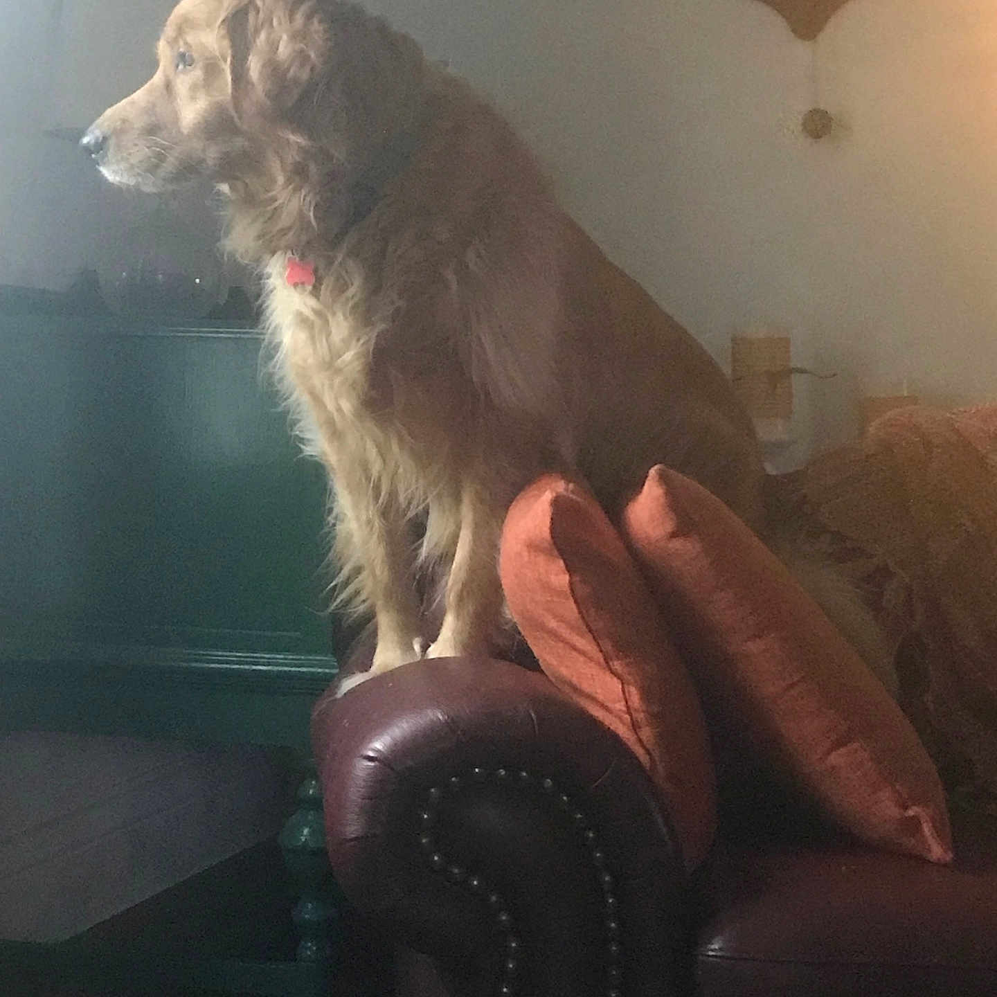 Gracie is registered to the contest to win money with this photo: animal, calm, clock, couch, cozy, decor, dog, furniture, golden_retriever, home, indoors, leather, living_room, looking_away, pet, pillows, seated, side_view, wall, wooden_floor