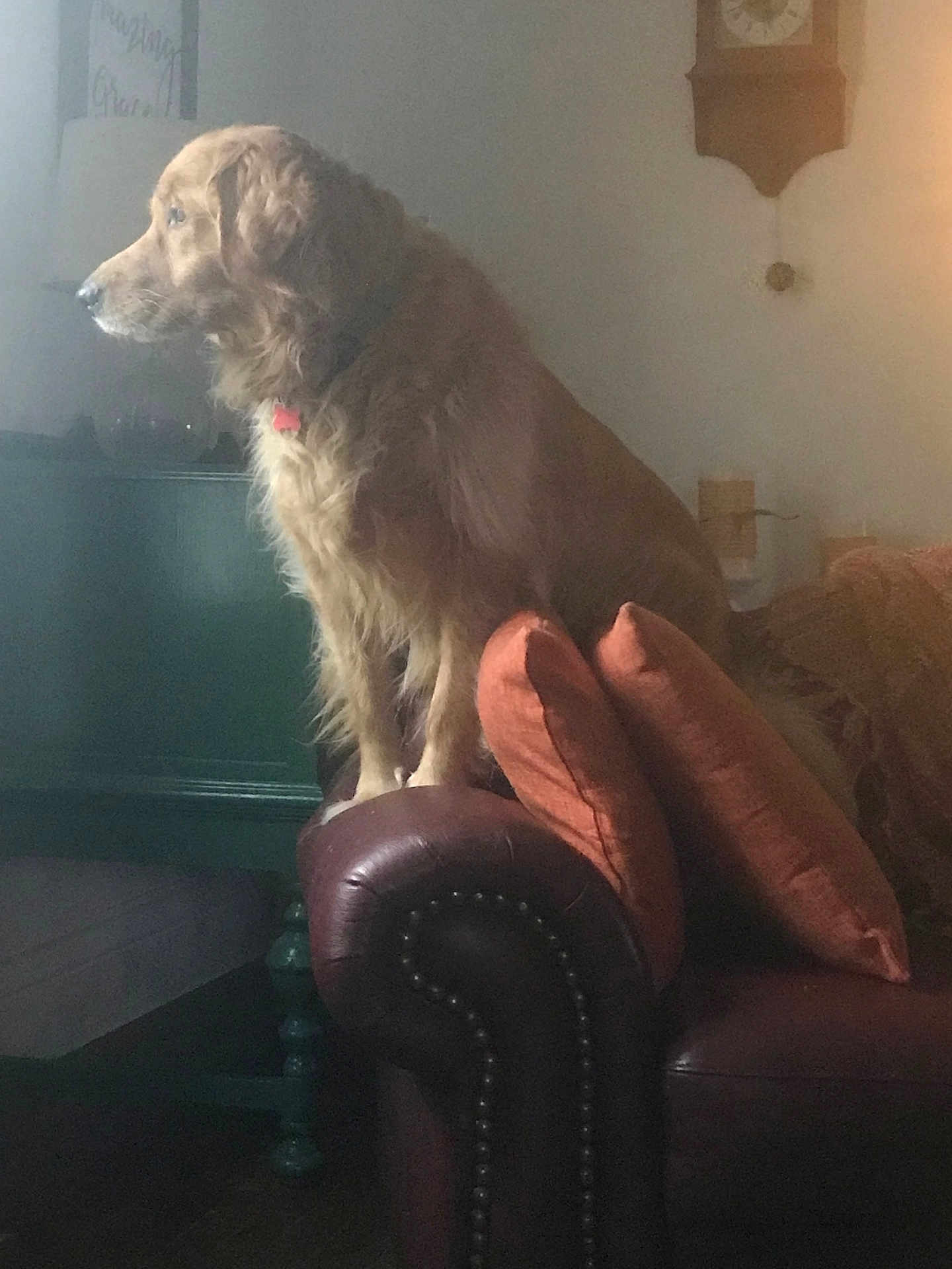 Gracie is registered to the contest to win money with this photo: dog, golden_retriever, couch, pillows, leather, furniture, living_room, clock, wall, home, pet, animal, indoors, cozy, side_view, looking_away, decor, wooden_floor, calm, seated