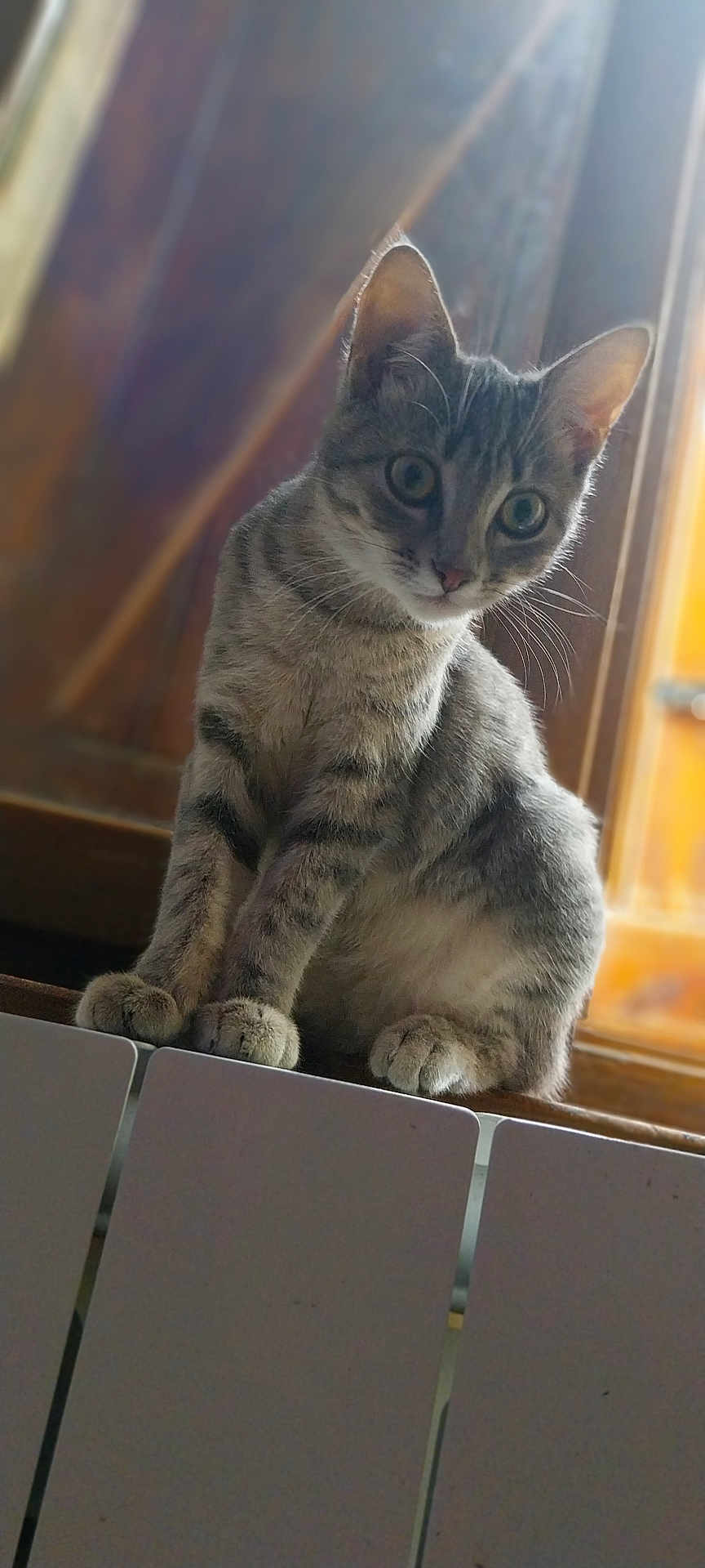 Milka a rejoint le concours — aidez-le/la à gagner de superbes lots ! cat, tabby, pet, animal, feline, indoor, curious, perched, wooden_background, white_fence, whiskers, ears, paws, sitting, looking, domestic, fur, portrait, soft_light, closeup