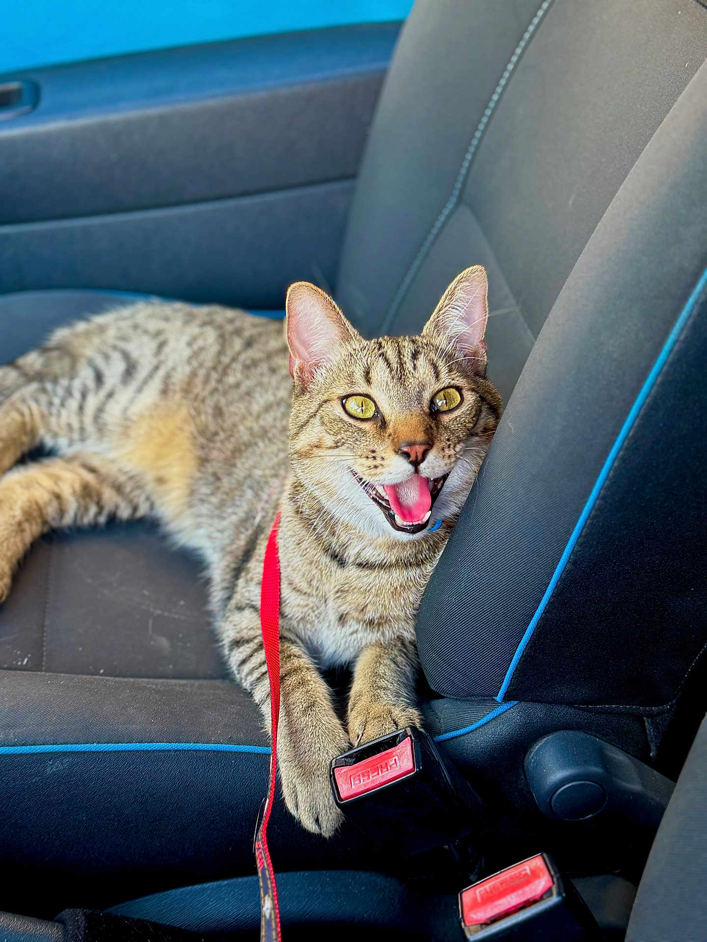 Mylo participe au concours pour gagner de l'argent avec cette photo : cat, tabby, car_seat, seatbelt, animal, pet, feline, happy, mouth_open, paw, interior, vehicle, leash, close_up, cute, domestic_animal, fur, whiskers, ears, eyes