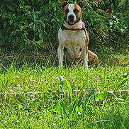 Taya a rejoint le concours — aidez-le/la à gagner de superbes lots ! dog, grass, greenery, outdoor, collar, happy, smiling, pet, nature, sunlight, bushes, canine, mammal, animal, sitting, daylight, flora, garden, friendly, tongue