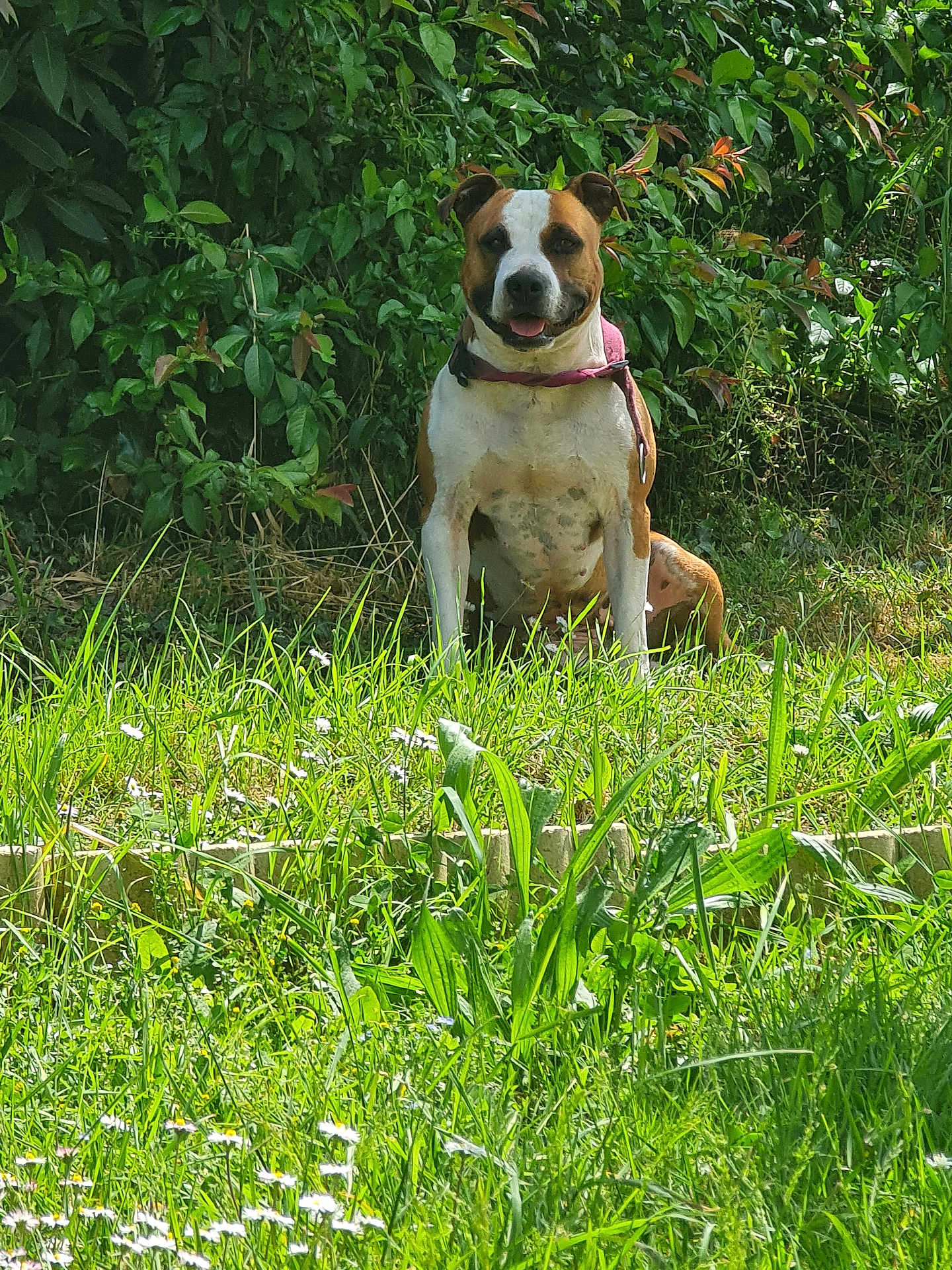 Taya a rejoint le concours — aidez-le/la à gagner de superbes lots ! dog, grass, greenery, outdoor, collar, happy, smiling, pet, nature, sunlight, bushes, canine, mammal, animal, sitting, daylight, flora, garden, friendly, tongue