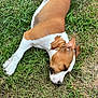 Taya a rejoint le concours — aidez-le/la à gagner de superbes lots ! dog, sleeping, grass, outdoor, brown, white, pet, canine, relaxed, nature, animal, laying_down, ears, paw, nose, fur, summer, peaceful, resting, quiet