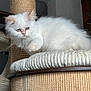 cat, kitten, white_cat, fluffy, pet, indoor, cat_tree, scratching_post, feline, animal, cute, young_cat, fur, paw, looking_down, household, cozy, resting, curious, domestic_animal