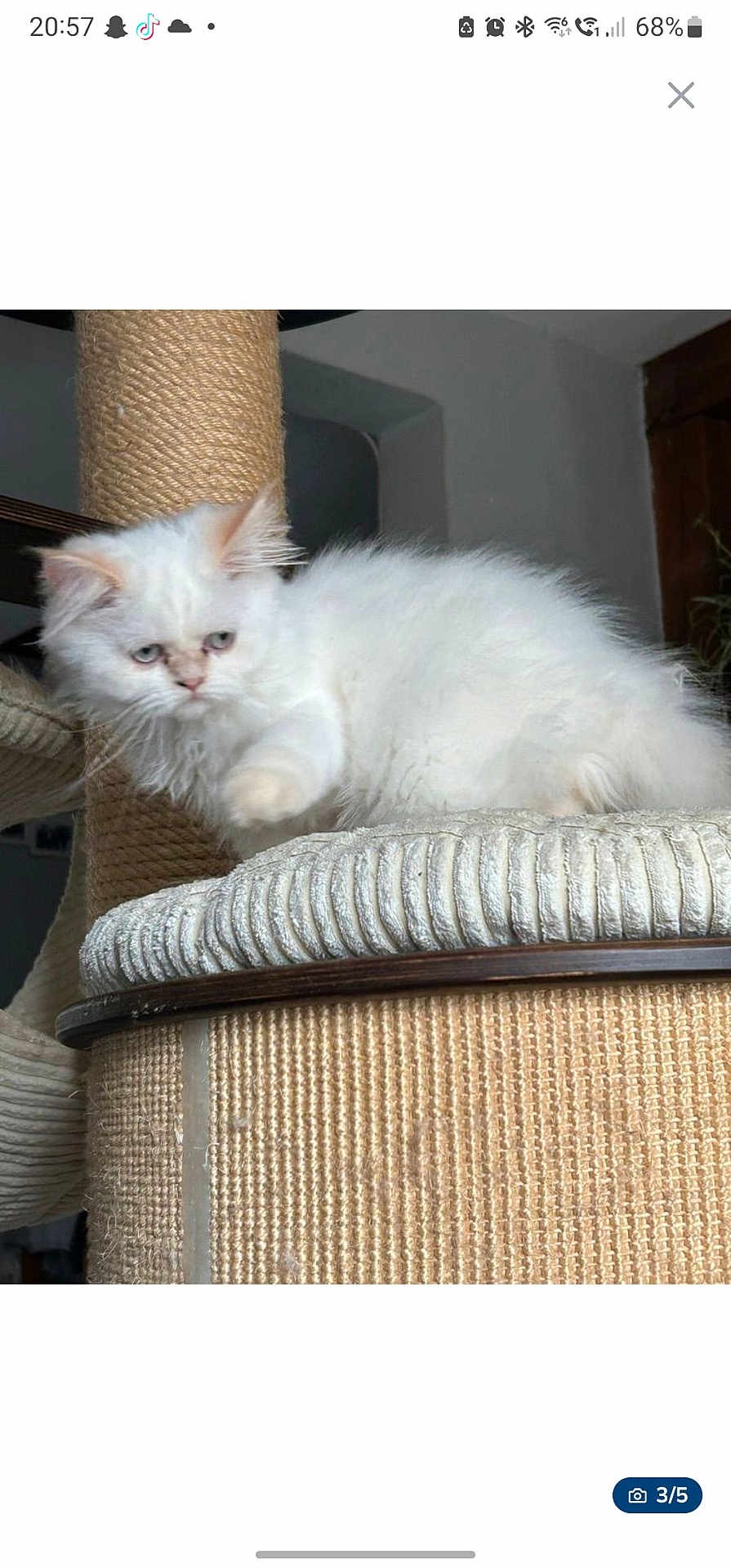Aldo
