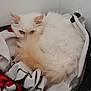 cat, white_cat, fluffy, tail, blanket, corner, cozy, pet_bed, indoor, resting, curious_eyes, fur, animal, cute, soft_texture, relaxing, domestic_cat, mammal, whiskers, sleepy