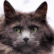Crakotte participe au concours pour gagner de l'argent avec cette photo : asian_semi_longhair, black_cat, british_semi_longhair, carnivoran, cat, cat_like_mammal, close_up, domestic_long_haired_cat, domestic_short_haired_cat, eye, fauna, kitten, maine_coon, nebelung, norwegian_forest_cat, ragamuffin, ragdoll, small_to_medium_sized_cats, snout, whiskers