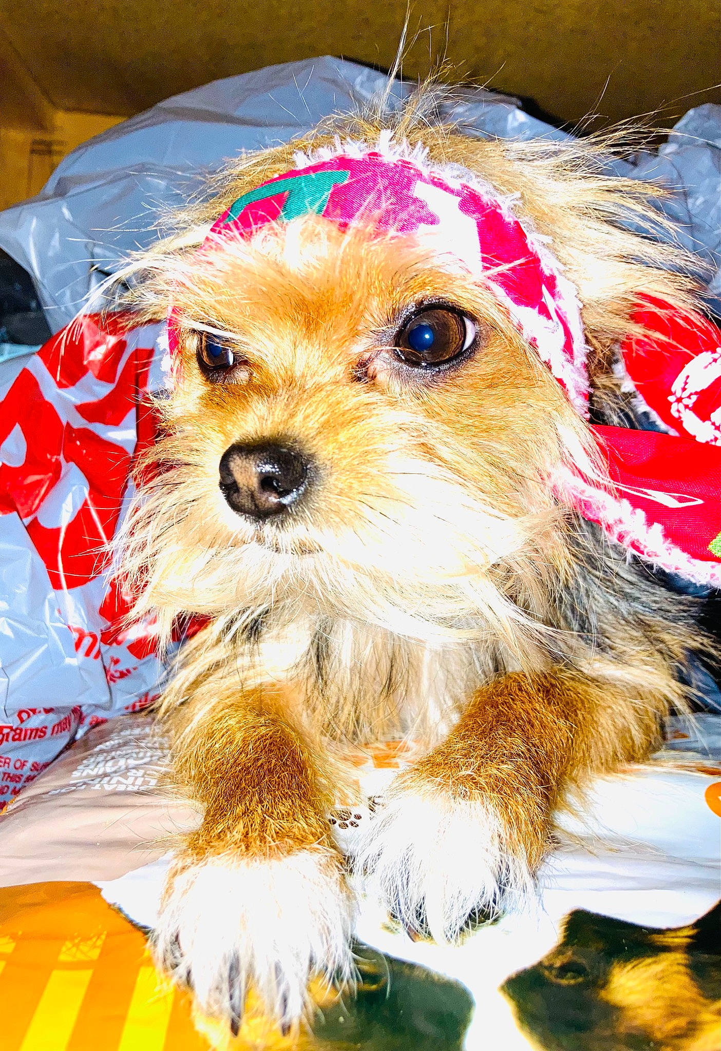 Lily Bumleg joined the competition — help win amazing prizes! canidae, carnivore, christmas, companion_dog, dog, dog_breed, dog_clothes, dog_supply, event, fawn, fur, holiday, pet_supply, small_terrier, snout, sporting_group, terrier, toy, toy_dog, whiskers