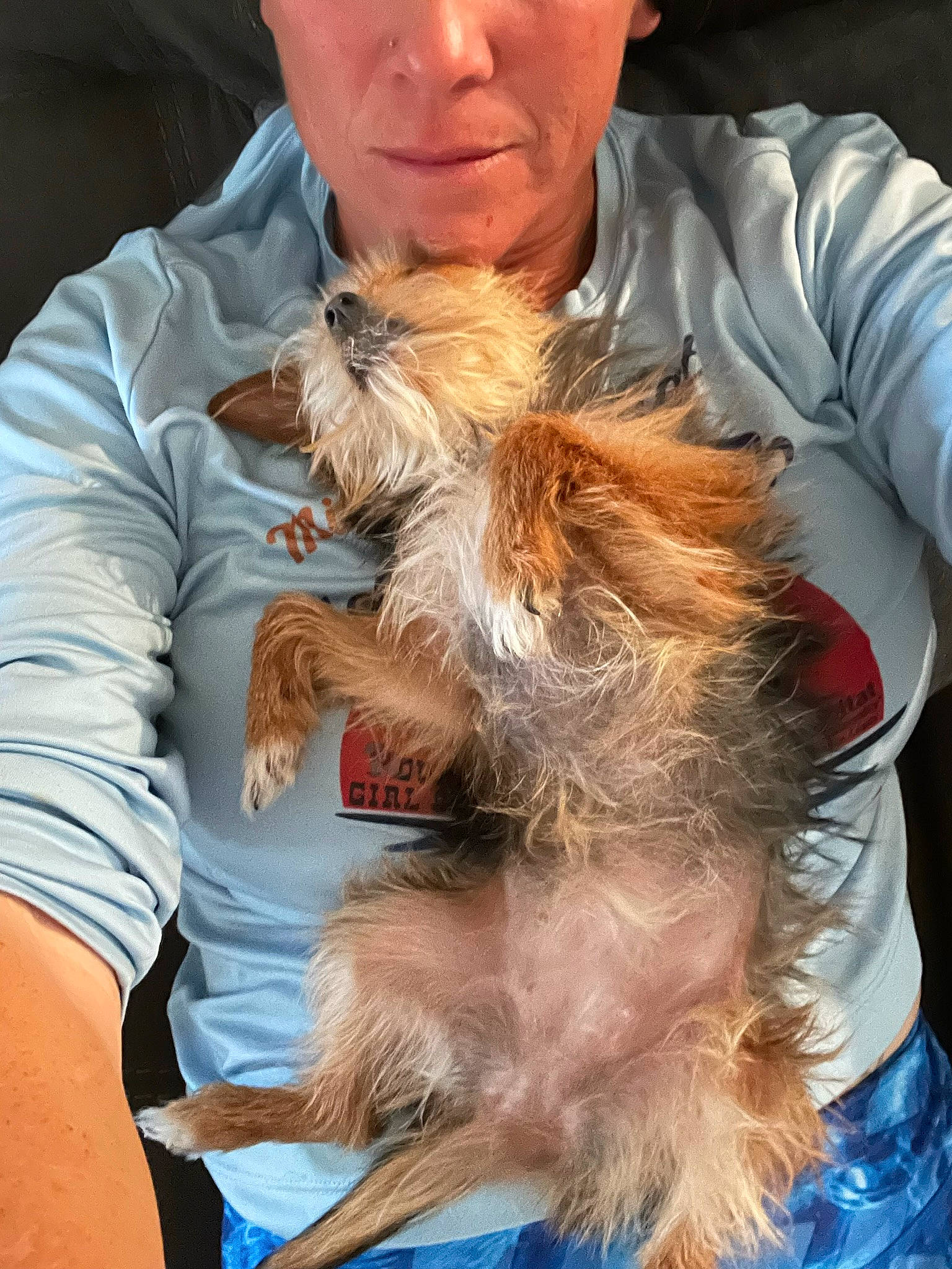 Lily Bumleg is registered to the contest to win money with this photo: australian_terrier, canidae, carnivore, companion_dog, dog, dog_breed, ear, fawn, fur, liver, small_terrier, sporting_group, surfer_hair, terrier, toy_dog, water_dog, yorkshire_terrier