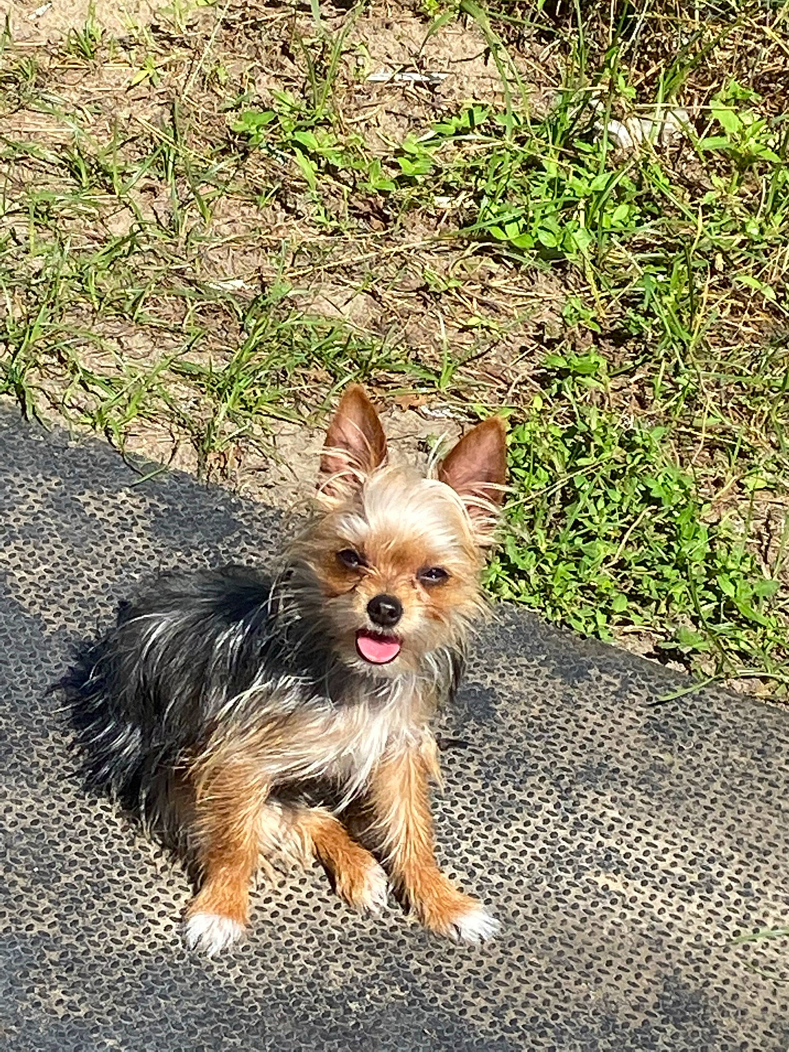 Lily Bumleg joined the competition — help win amazing prizes! australian_terrier, canidae, carnivore, companion_dog, dog, dog_breed, dog_supply, fawn, fur, grass, groundcover, plant, small_terrier, snout, sporting_group, tail, terrier, toy_dog, working_animal, yorkshire_terrier