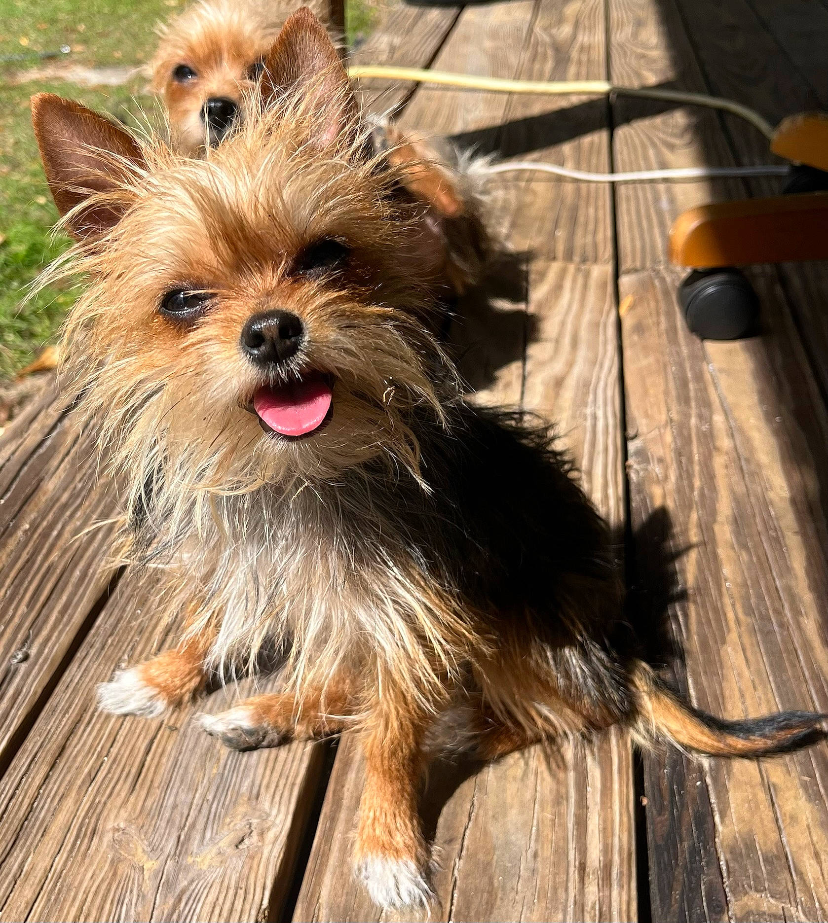 Lily Bumleg is registered to the contest to win money with this photo: canidae, carnivore, companion_dog, dog, dog_breed, fawn, fur, hardwood, liver, plank, small_terrier, snout, sporting_group, terrestrial_animal, toy_dog, wood, wood_stain, working_animal, yorkipoo, yorkshire_terrier