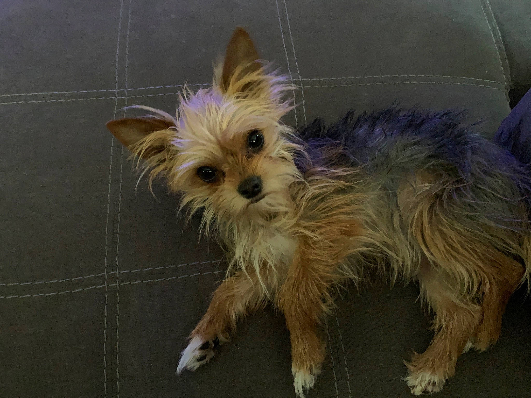 Lily Bumleg joined the competition — help win amazing prizes! australian_terrier, biewer_terrier, canidae, carnivore, companion_dog, dog, dog_breed, dog_supply, fawn, fur, liver, small_terrier, snout, sporting_group, terrier, toy_dog, working_animal, working_terrier, yorkipoo, yorkshire_terrier