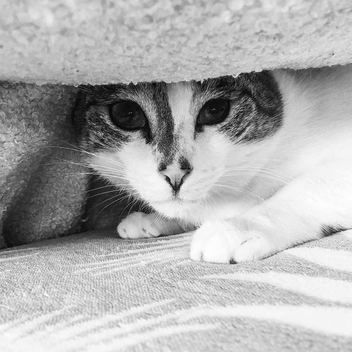 Spock a rejoint le concours — aidez-le/la à gagner de superbes lots ! abyssinian, animal, blanket, cat, kitten, manx, pet, siamese, white