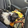 Athèna participe au concours pour gagner de l'argent avec cette photo : accessory, bag, black_fur, brown_fur, car_interior, close_up, comfort, dog, domestic_animal, indoor, pet, plush_toy, relaxation, resting, seat, seatbelt, side_view, stuffed_animal, travel, white_fur