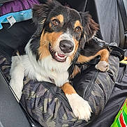Athèna participe au concours pour gagner de l'argent avec cette photo : animal, camo_pattern, car_seat, closeup, comfort, cushion, dog, ears, fabric, fur, happy, indoor, nose, paw, pet, portrait, resting, seatbelt, smiling, tricolor